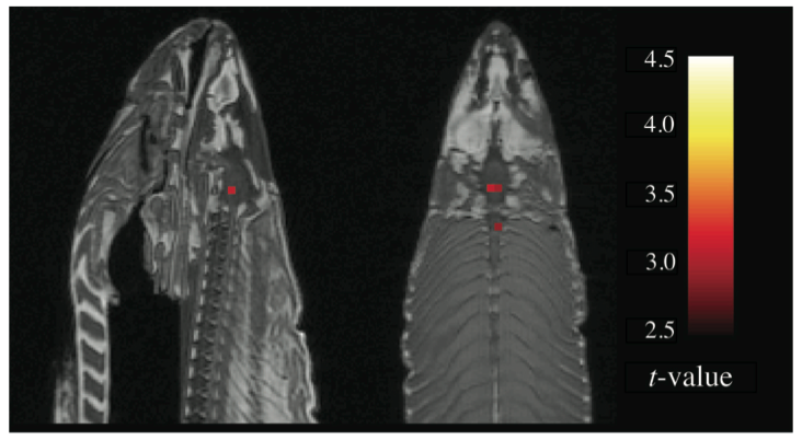 Figure from Bennett et al. (2011) showing false positive "activations" in a dead salmon during an fMRI task.