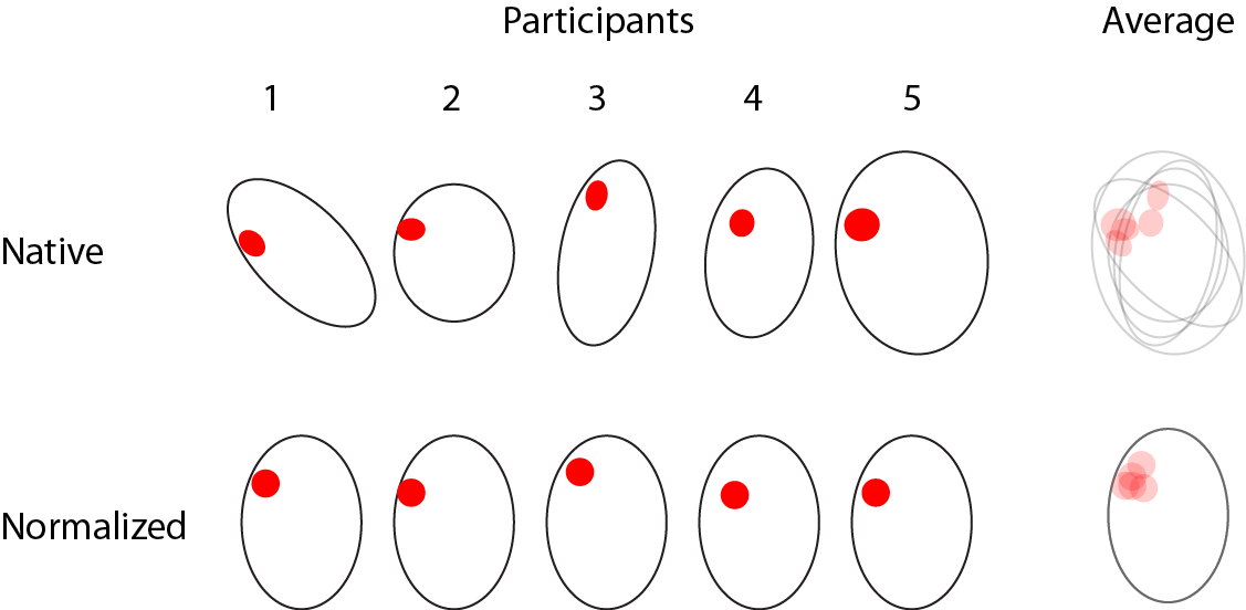 Schematic illustrating that registering images to a common space to facilitate group statistics.